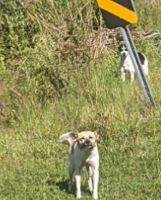 Found Dogs, Two Dogs in Aberdeen