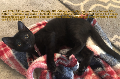 Lost Cat Black Tabby Kitten In Pinehurst Pets Thepilot Com