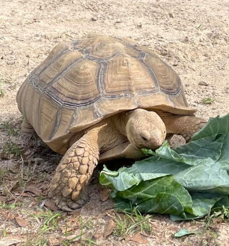 Lost Pet Tortoise in West End (near Gretchen Road) UPDATE: FOUND | Pets ...