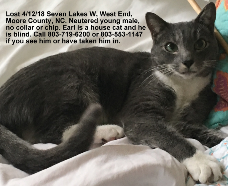 Lost Cat Gray And White Tuxedo Cat In West End Cat Is Blind