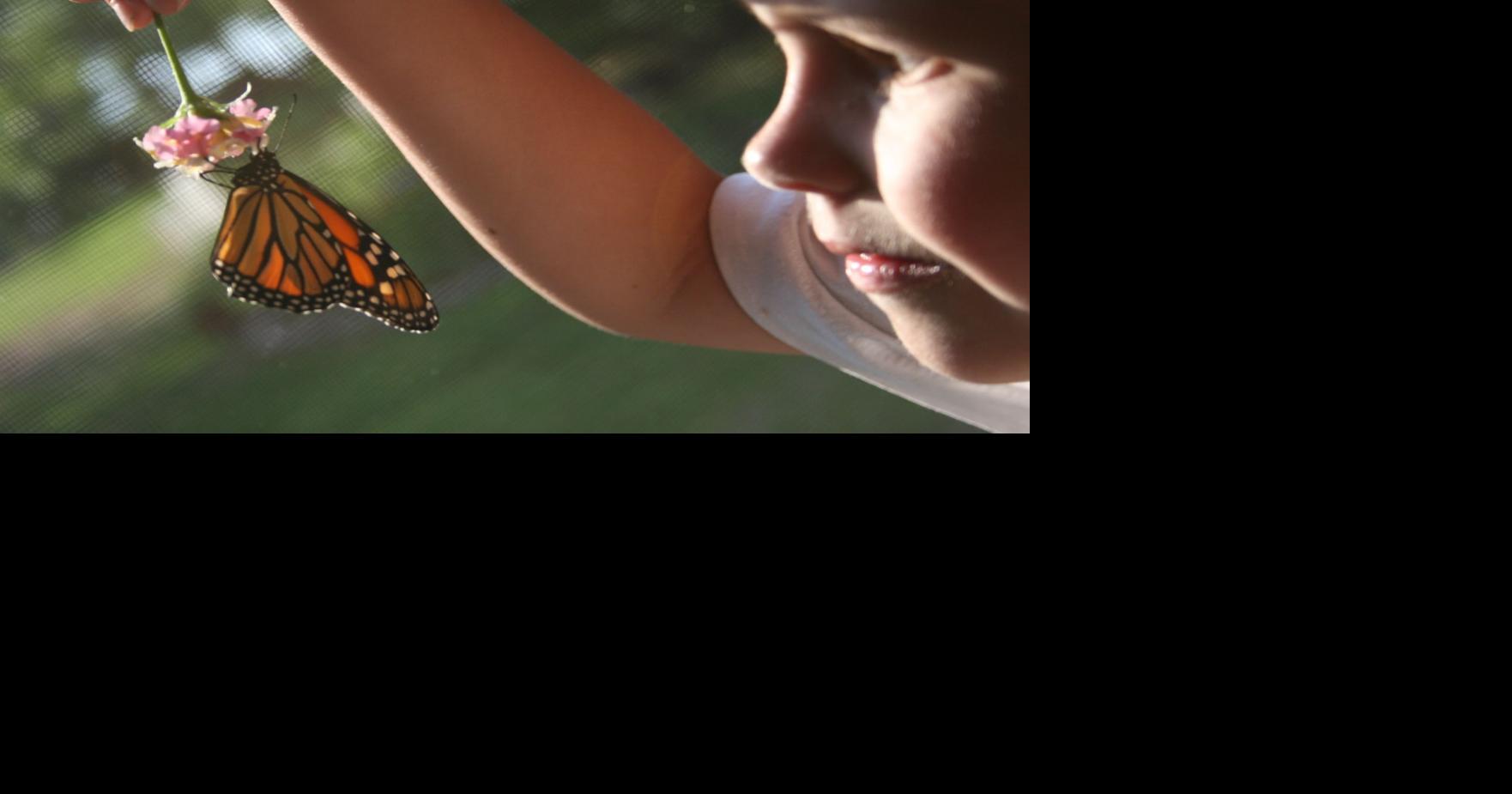 Butterfly Monitoring Workshop Scheduled | Features | thepilot.com