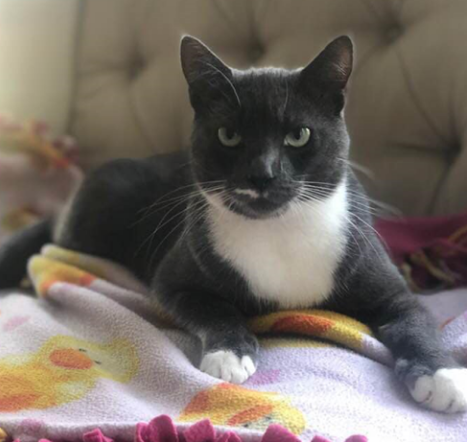 Lost Cat Grey And White Tuxedo Cat In Southern Pines Wh Pines