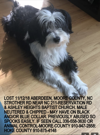 Lost Dog Shaggy White Amp Black Tibetan Terrier In Aberdeen