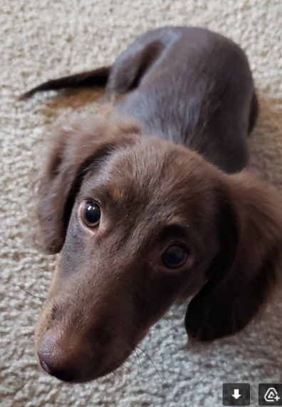 long haired dachshund