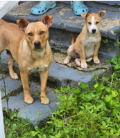 Found Dogs, Tan Mixed Breed Dog and Puppy in Hamlet