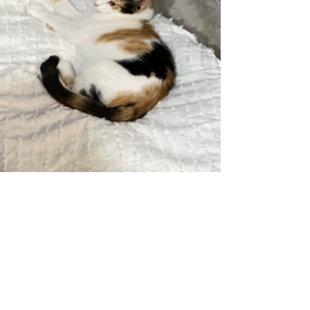 Lost calico cat store