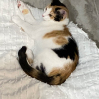 Lost calico best sale cat