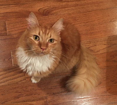 Lost Cat Longhaired Orange Tabby In Aberdeen Update Found Pets Thepilot Com