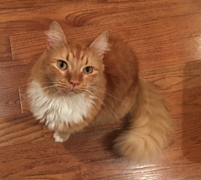 Lost Cat, Longhaired Orange Tabby in Aberdeen UPDATE FOUND Pets