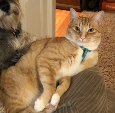 Lost Cat Orange Tabby In Pinebluff Update Found Pets