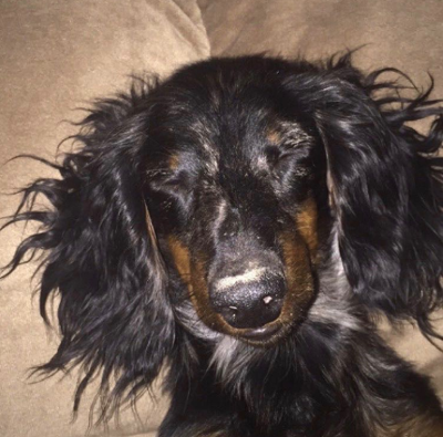 Lost Dog, Black and Tan Dachshund in West End UPDATE ...