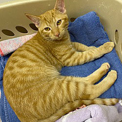 Pet of the Week: Twix