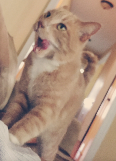 Lost Cat Orange Tabby W White Belly In Carthage Pets
