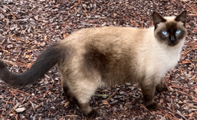 Lost Cat, Cream & Brown Siamese Cat in Cameron | Pets | thepilot.com