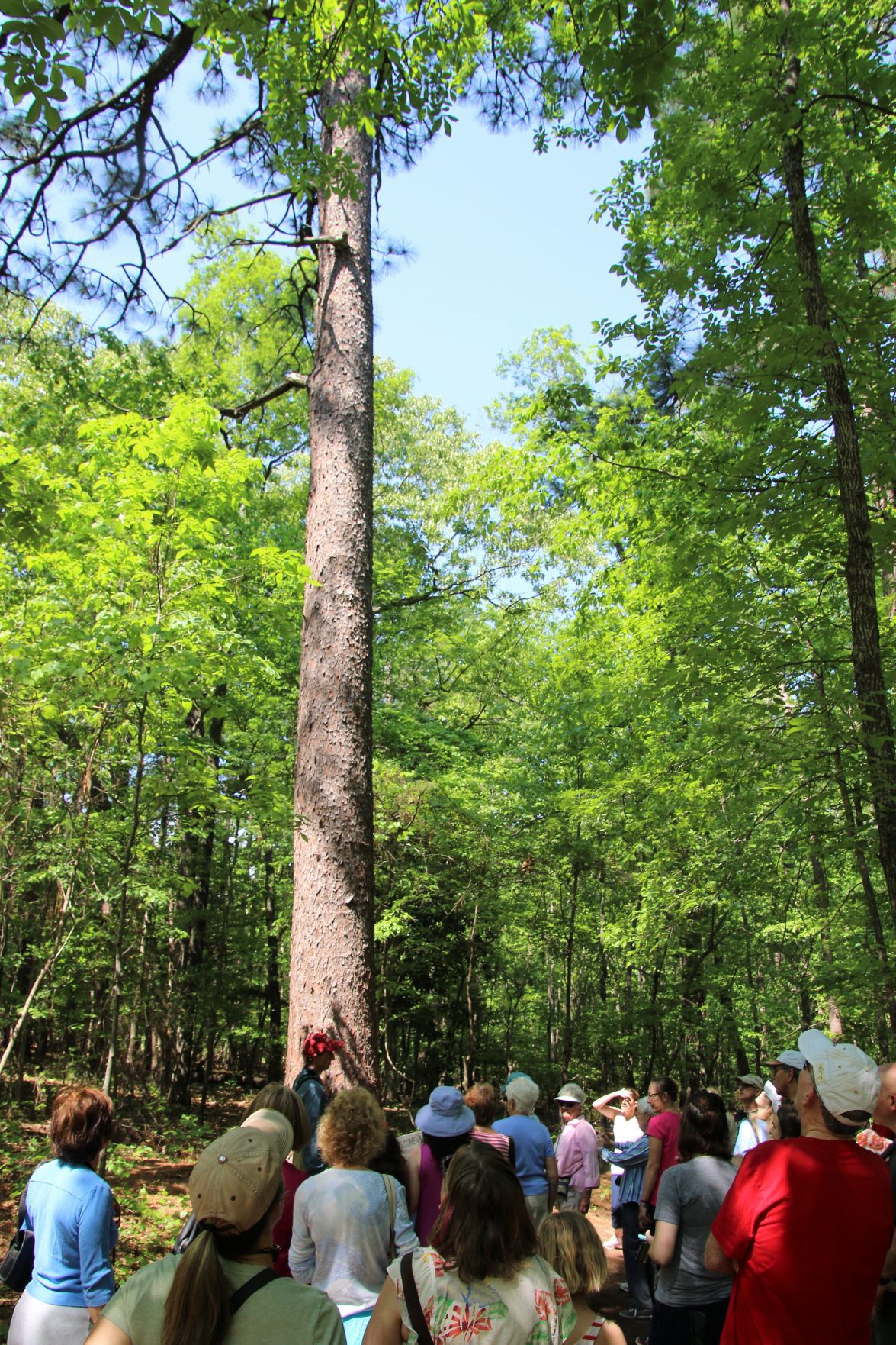 Party for the Pine to Celebrate Tree's 470th Birthday Features