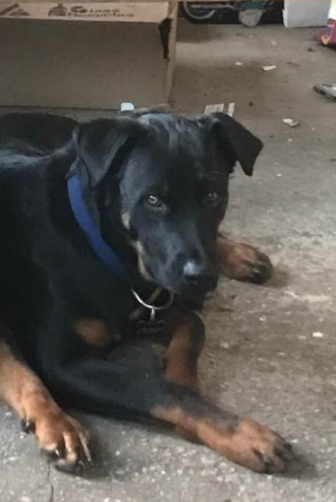 found rottweiler