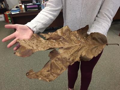 Family Anstonished By Giant Oak Leaf News Thepilot Com