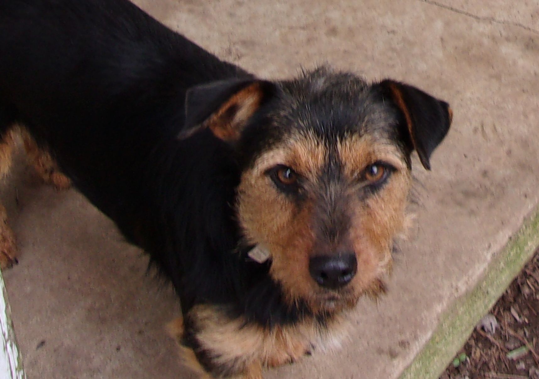 black terrier mix