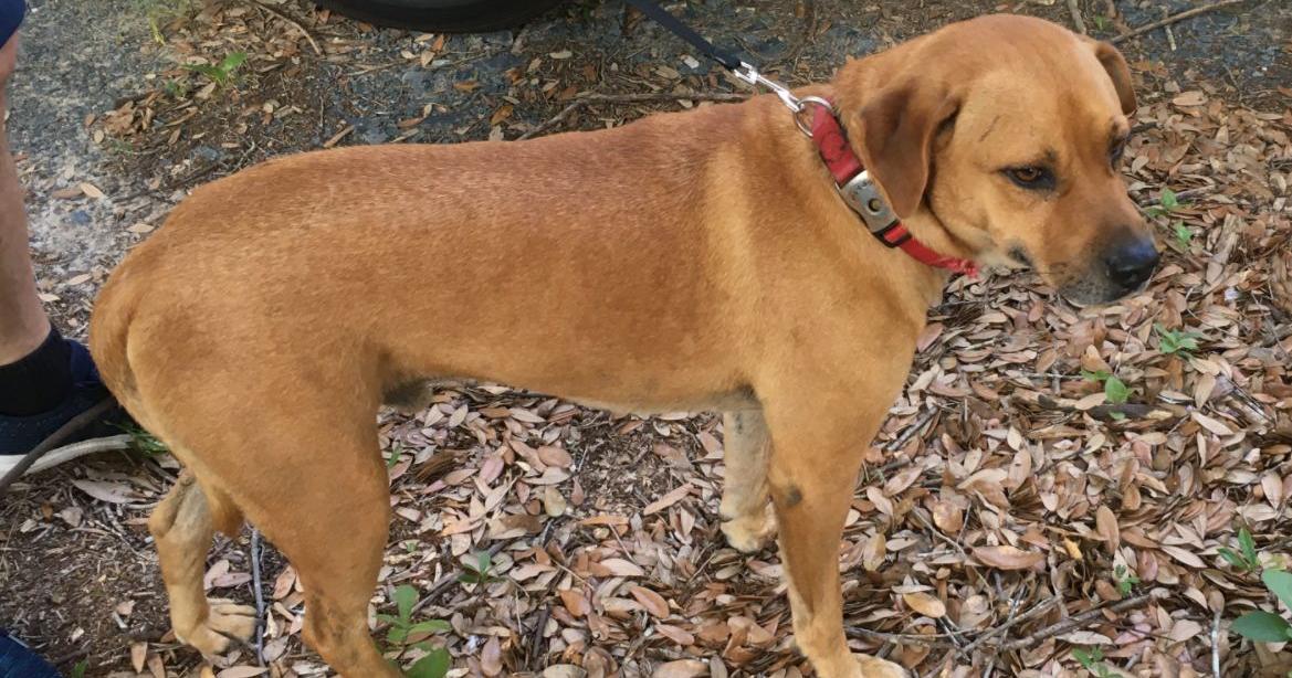 Found Dog, Tan Lab Mix in Foxfire UPDATE: OWNER LOCATED | Pets ...