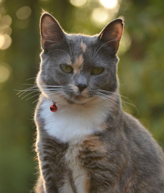 Lost Cat Gray Calico Cat In Downtown Southern Pines Area Pets Thepilot Com