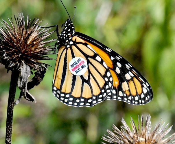 Flutterby Festival