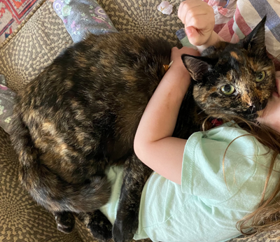 Lost tortoiseshell cat store