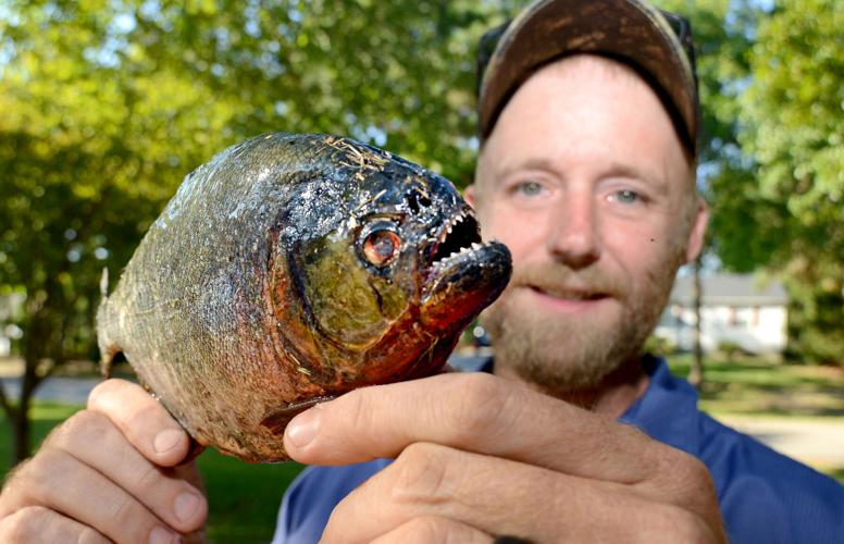 Chad Ray of Aberdeen holds a piranha fish that was caught in Aberdeen Lake.