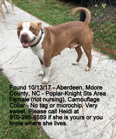 found dog tan and white pitbull mix in