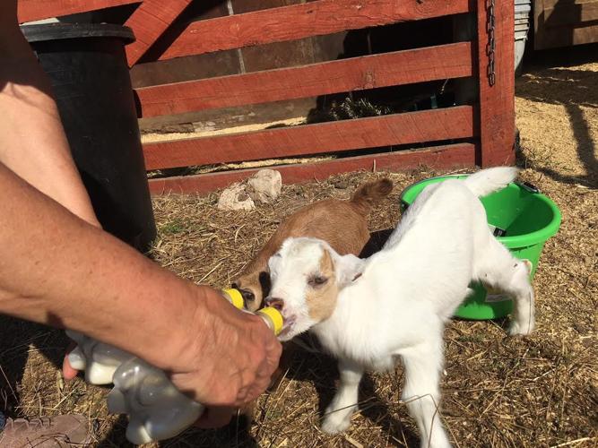 Happy Goat Ranch Produce Stands Brighten the Road to Carthage | Business | thepilot.com