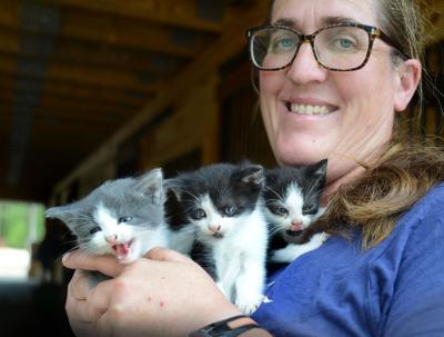 Moore County Cat Rescue Grapples With Seasonal Kitten Surge News