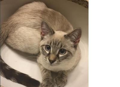 Lost Cat Gray Cat With Blue Eyes Update Found Pets Thepilot Com