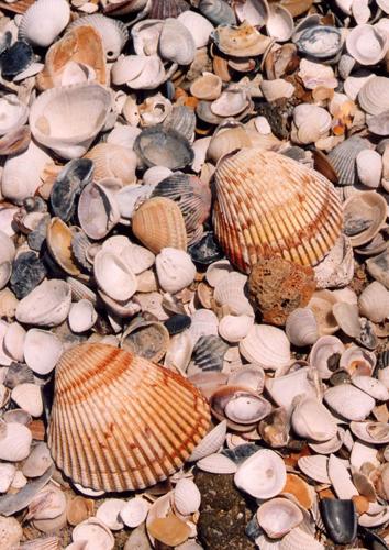 Types of Shells Used in Jewelry: A Comprehensive Guide — Fierce