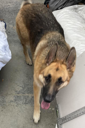 Lost dog discount german shepherd