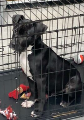 Found Dog SoPines