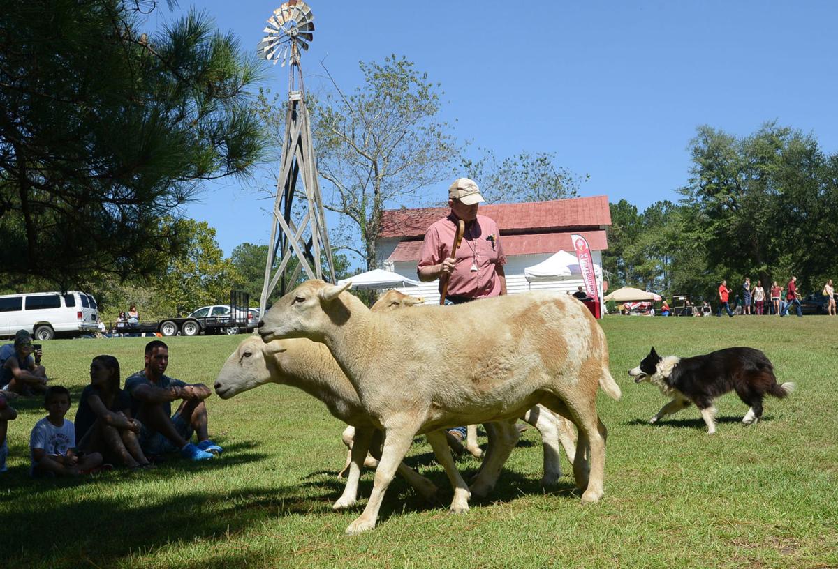 Malcolm Blue Farm Day Gallery