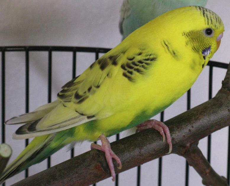 Download Lost Bird, Yellow Parakeet in Pinehurst | Pets | thepilot.com