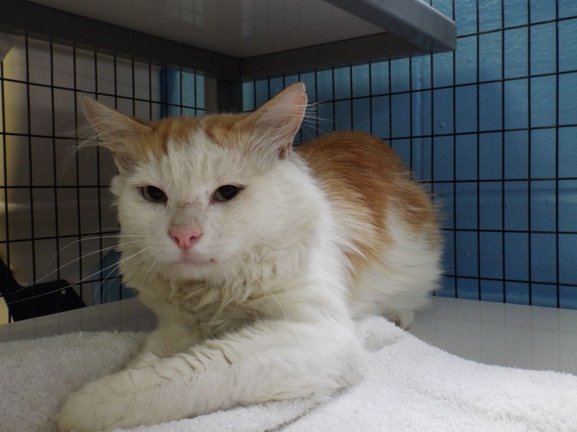 Buff and white store cat