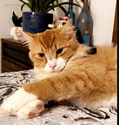 Lost Cat, Orange Tabby with White Markings in Aberdeen ...