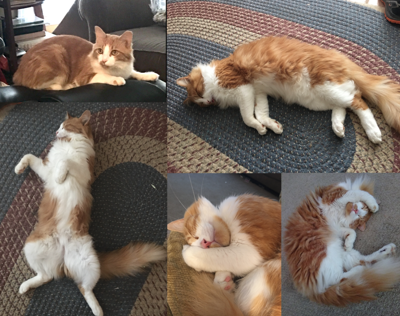 Lost Cat Long Haired Orange And White Cat In Southern Pines Pets Thepilot Com