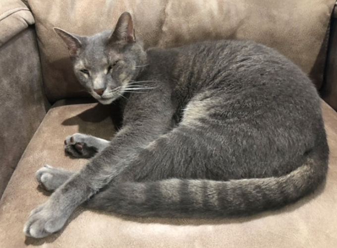 full grey cat