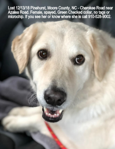 Lost Dog Golden Retriever Great Pyrenees Mix In Pinehurst Update Found Pets Thepilot Com