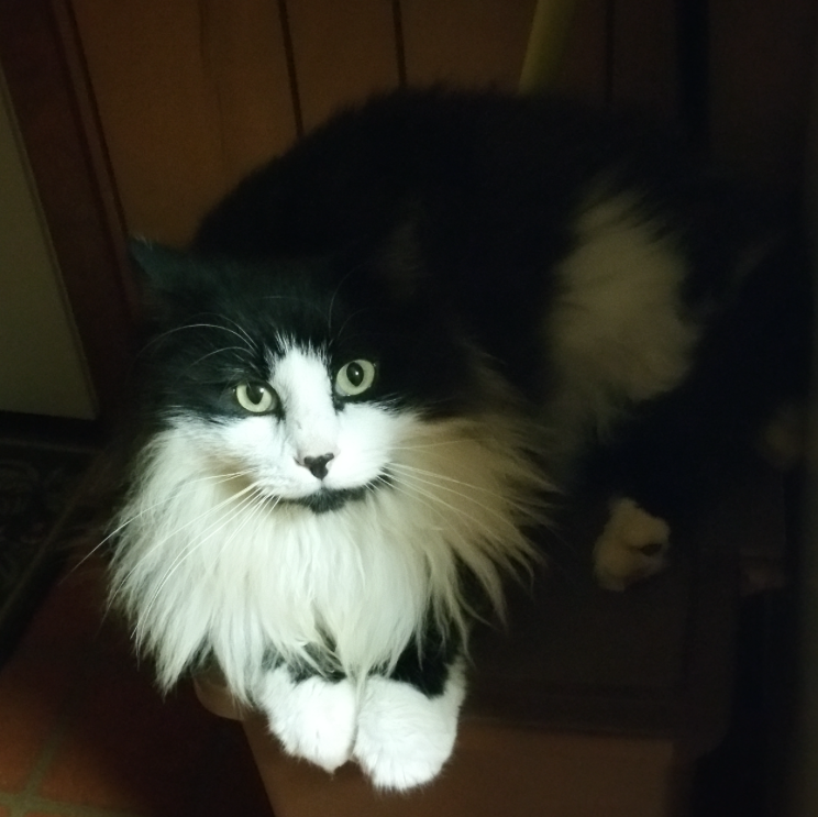 black and white long haired cat