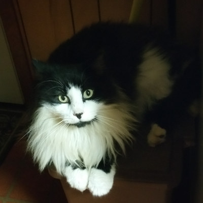 Lost Cat Longhaired Black And White Cat In Carthage Pets Thepilot Com,Bake Bacon In Oven 350