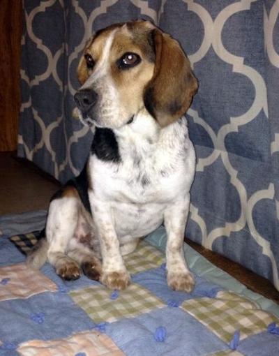 Lost Pet Brown White And Black Beagle Feist Mix In Star Pets