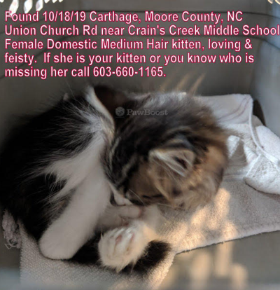 Found Cat Black Grey And White Kitten In Carthage Vass Pets