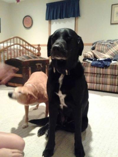 Lost Pet: Black Lab Mix with White on Chest in Carthage | Pets