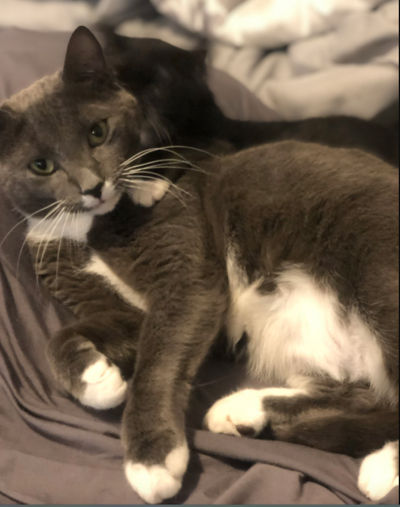 Lost Cat Gray Tuxedo Cat In Aberdeen Pets Thepilot Com
