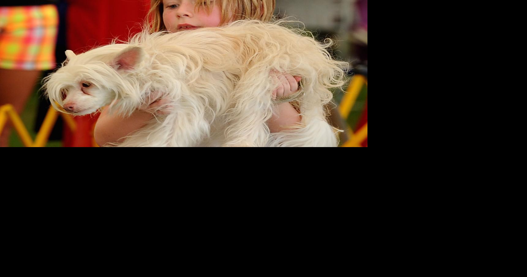 Dogs Converge on Pinehurst to Compete in Kennel Club Show News