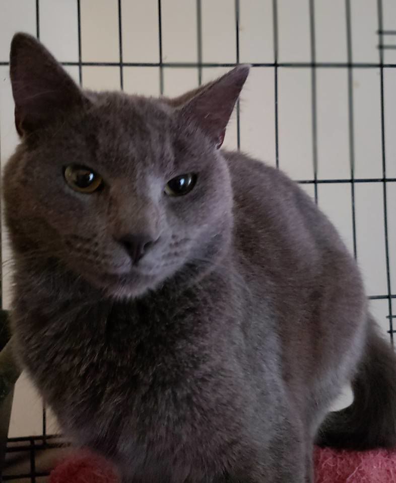 Daring Treetop Cat Rescue in Cameron Caught on Video News