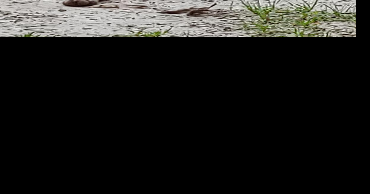Found Dog, Tri Color Hound in Carthage | Pets | thepilot.com